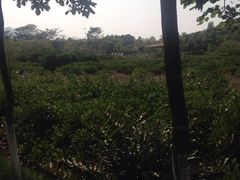 -大亚湾红树林城市湿地公园