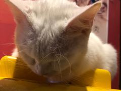 -猫色咖啡·猫咖
