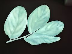 -ELI FALAFEL Lebanese&Mediterranean黎巴嫩美食(富城路店)