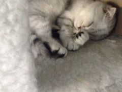 -喵的天空名猫咖啡馆·撸猫·猫舍·用品