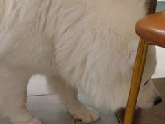 -安格丽娜·狗咖·猫咖羊驼咖(春熙路百盛商场店)