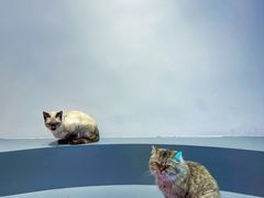 -极木²邸 人与宠物·互动社区