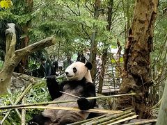-都江堰中华大熊猫苑