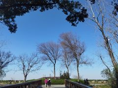 -上海滨江森林公园
