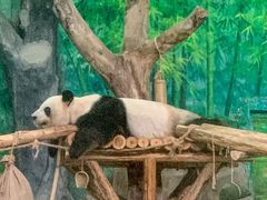 -灵玲国际马戏城