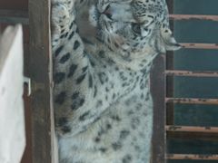 -青藏高原野生动物园