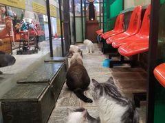 -猫咪博物馆(顶澳仔猫街店)