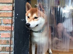 -柴犬高等学院·狗咖·柴犬售卖·宠物训练