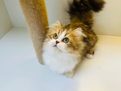 -十月米努特矮脚猫舍