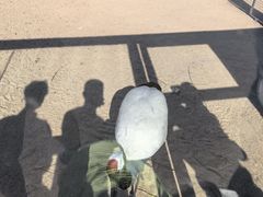 -盐城丹顶鹤湿地生态旅游区