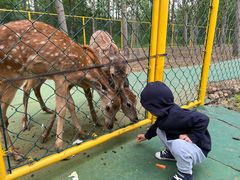 -合肥滨湖国家森林公园