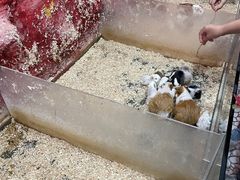 -上海大自然野生昆虫馆(东方明珠·爬宠昆虫探索中心)