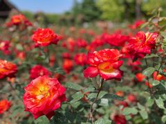 -上海滨江森林公园