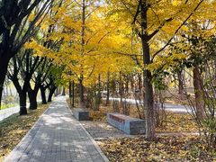 -遵化市禅林寺古银杏风景园