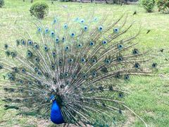 -长白岛森林公园