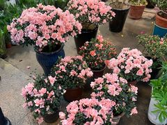 -双季花艺园艺市场(浦东店)