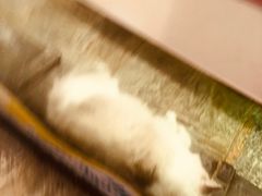 -猫咪博物馆(顶澳仔猫街店)