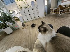 -李小姐の猫咖啡馆(五角场店)