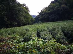 -杭州西湖风景名胜区-三生石
