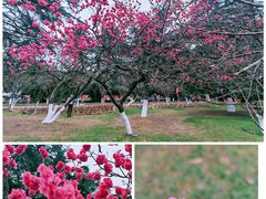 -花溪公园