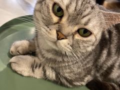-猫儿山۰猫主题餐厅