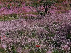 -花开海上生态园