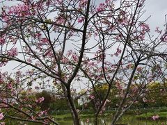 -天适樱花悠乐园