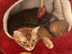 -瑞派康怡24h宠物医院·犬猫医疗中心·微创绝育(瑞景分院)