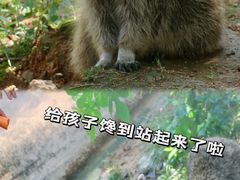 -灵玲国际马戏城