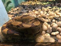 -辛玛王国游乐园