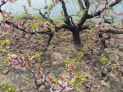 android_upload_pic-南汇桃花村