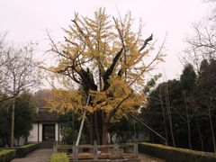 -上海佘山国家森林公园天马山园