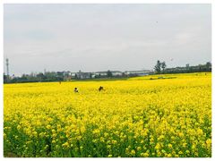 -郫都区农科村景区