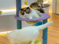 -COLOR PETS 撸猫馆·购猫·猫咖(长风大悦城店)