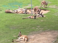 -西霞口神雕山野生动物世界