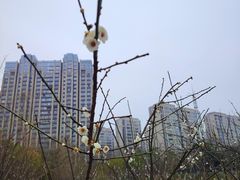 -洋湖国家湿地公园