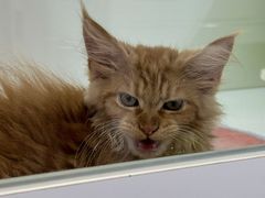 -青奢宠物·青奢猫舍