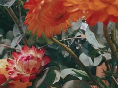 -谷莠子花艺·气球派对·绿植造景·花艺沙龙(金光华广场店)