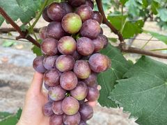 -马陆小张葡萄园农家乐