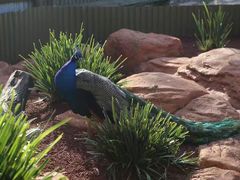 -威勒比开放式动物园