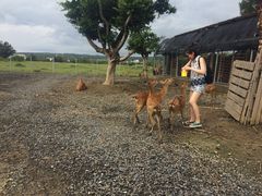-鹿境梅花鹿生态园区