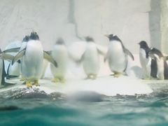 -大连圣亚海洋世界
