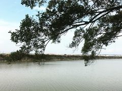 -大湾区中央湿地公园