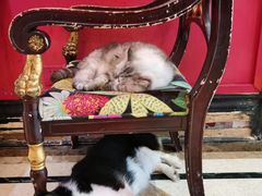 -猫色咖啡·猫咖