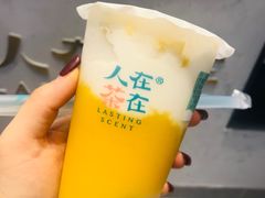 芒椰芒果爽-人在茶在(华南店)
