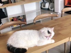 -平行世界·猫咖(首经贸店)