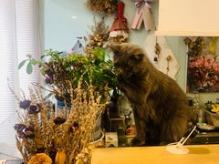 -平行世界·猫咖(首经贸店)