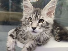 -小猫来了·猫咪专售(红山六九七九店)