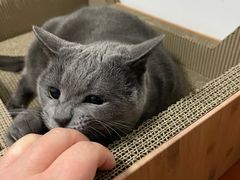 -关爱宠物医院·猫科中心·消化科(滨湖万达分院)