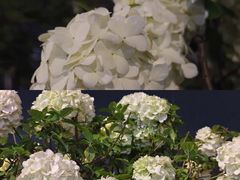 -大龙山(地铁站)